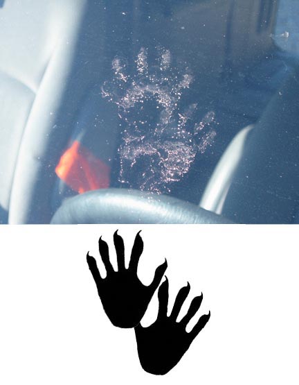 Raccoon Tracks
