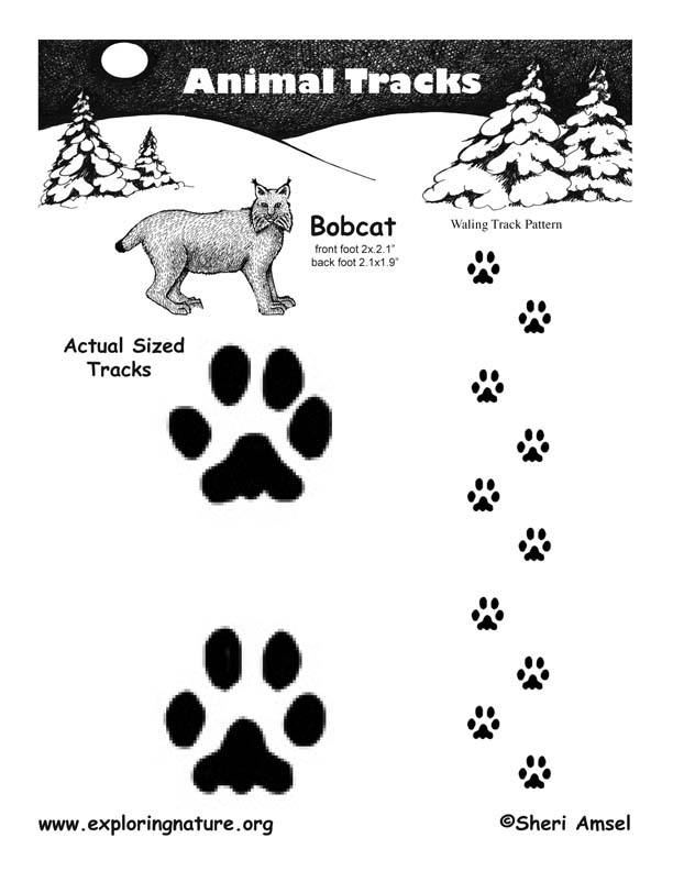 Bobcat Tracks