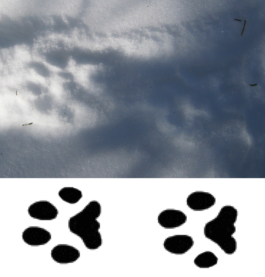 Bobcat Tracks