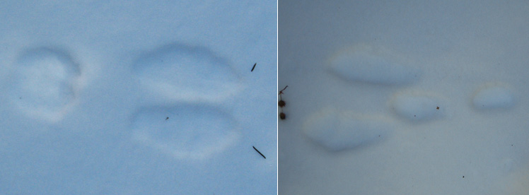 Snowshoe Hare Tracks