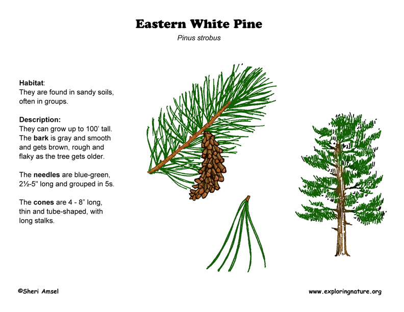 Pine (Eastern White)