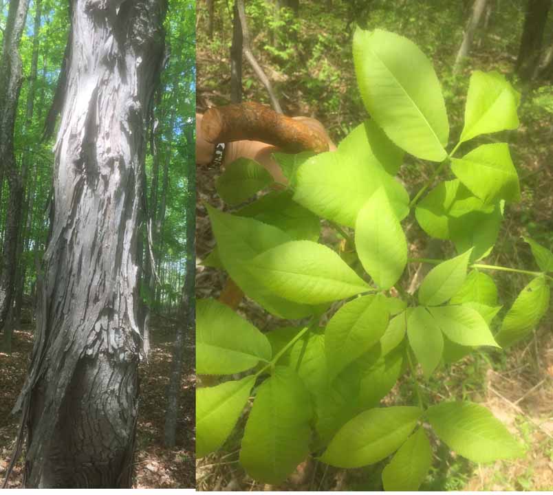 Shagbark Hickory Photograph