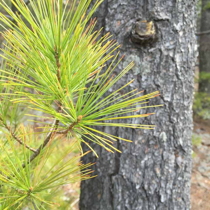 White Pine Photograph