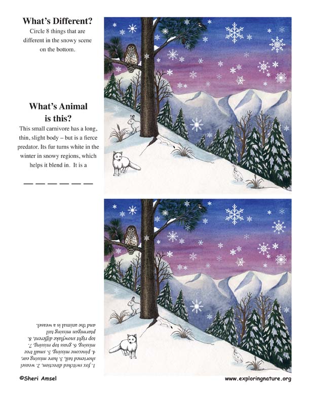 What's Different – Snow Activity