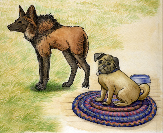 Dog Diseases