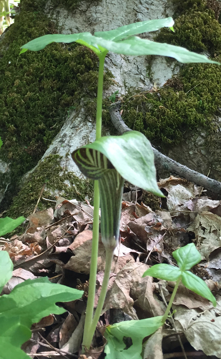 Jack-in-the-Pulpit